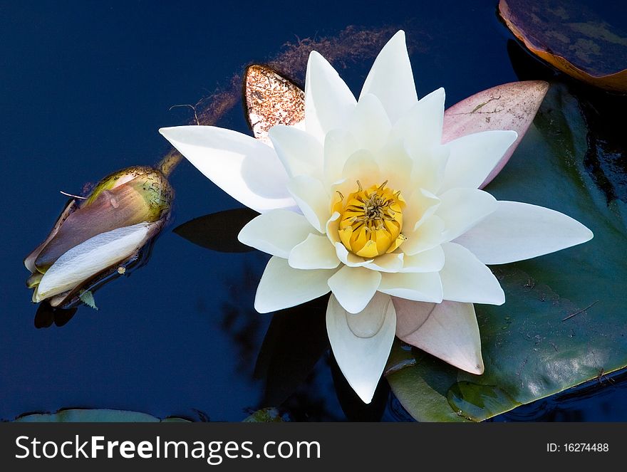 Water lily in deep blue water