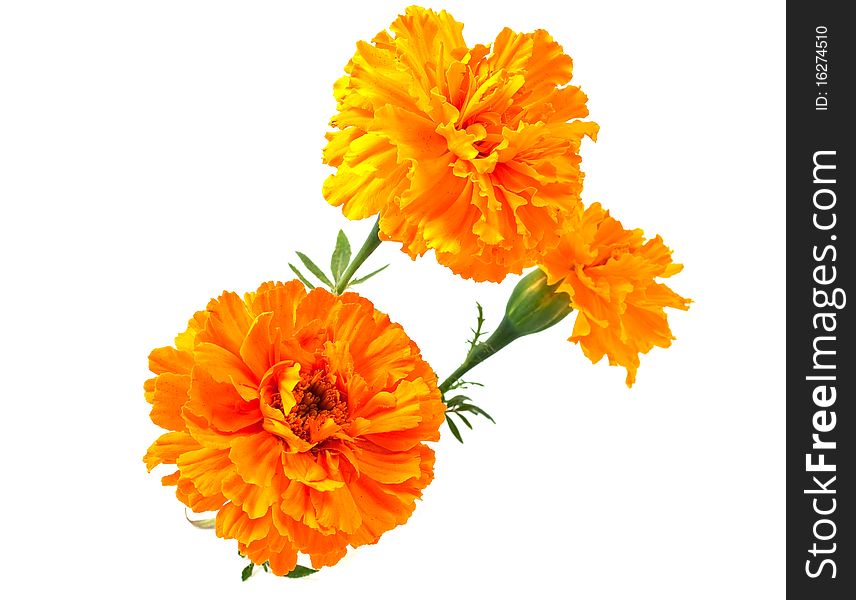 Marigold flower on a white background