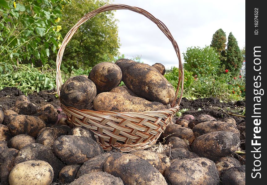 Garden diggin potatoes on the basket