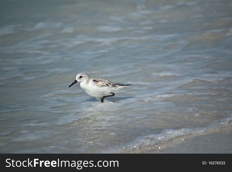 Sanderling On The Shore