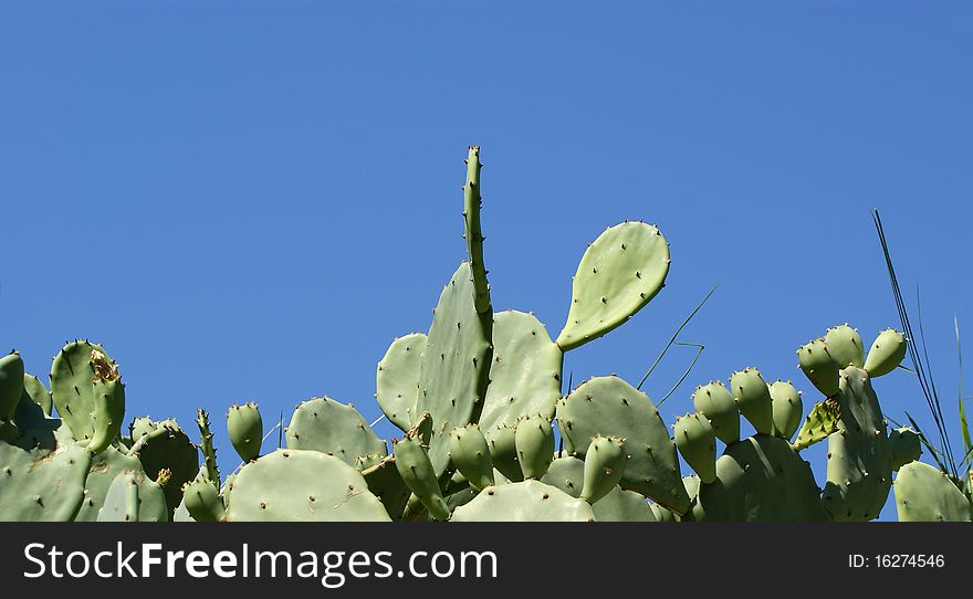 Cactus Opuntia on the nature.