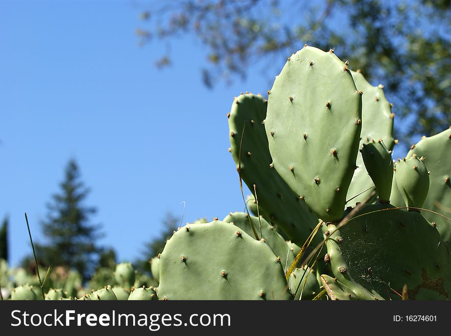 Cactus Opuntia, Isolated On A Black Background