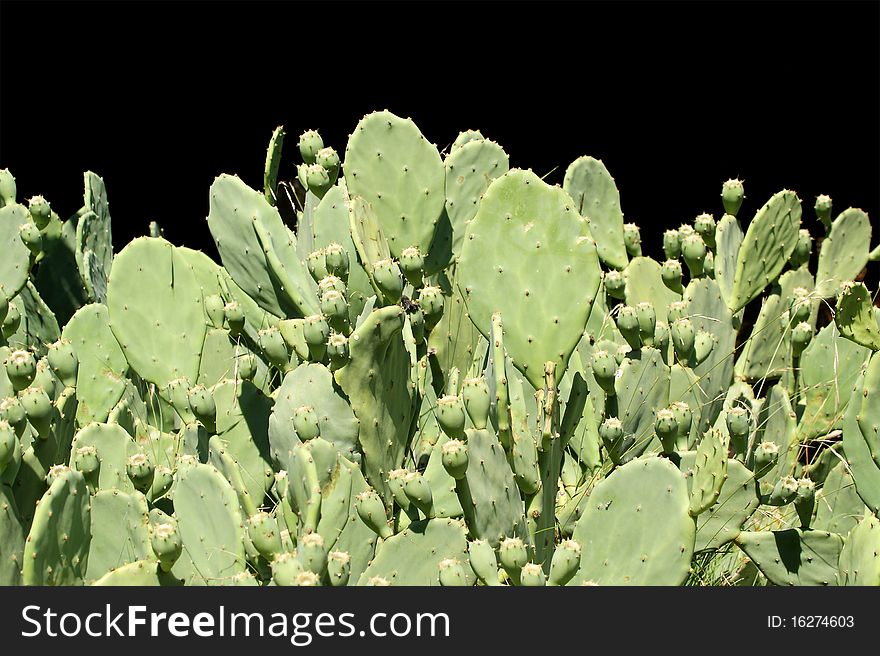 Cactus Opuntia, isolated on a black background.