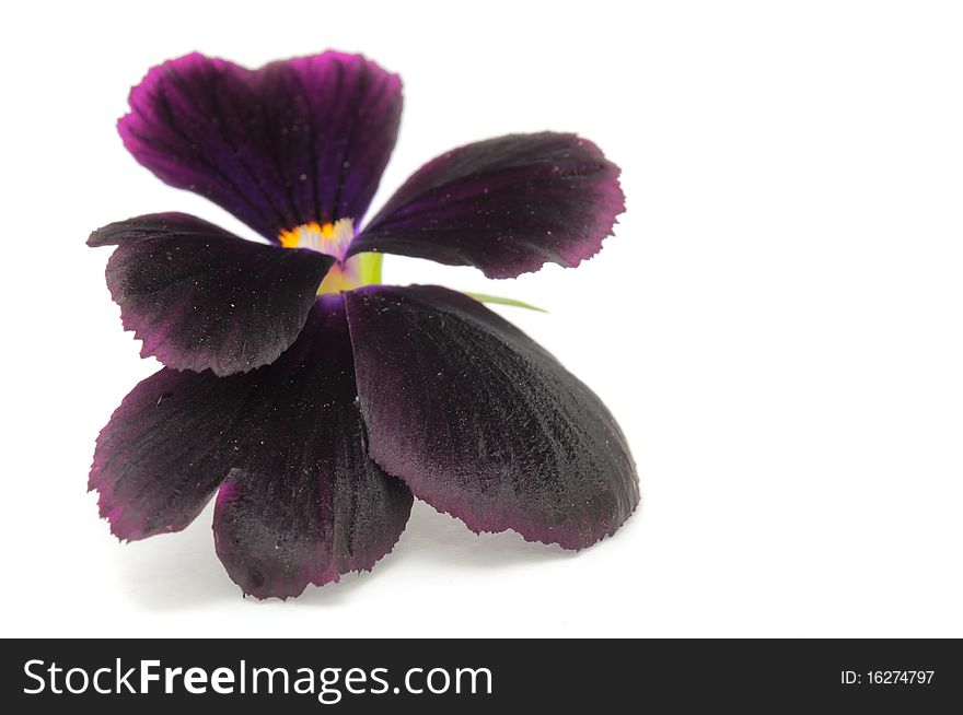 A pansy violet isolated on a white background