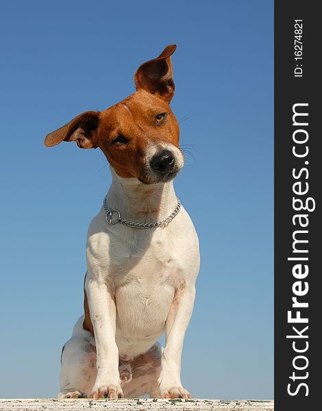 Portrait of a purebred jack russel terrier in the nature