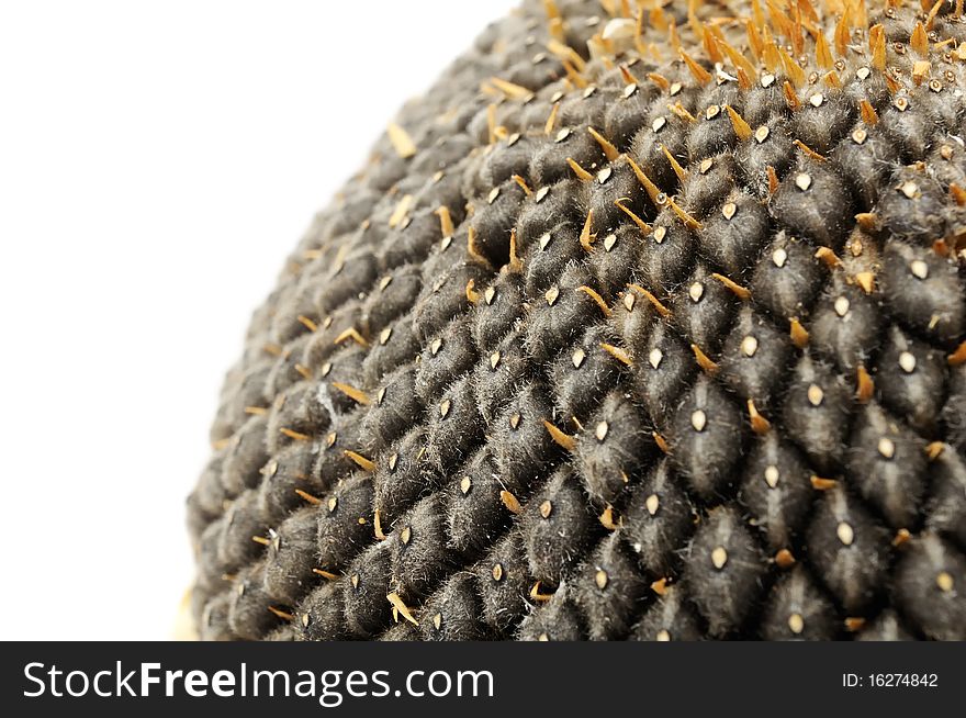 A closeup shot of seeds in a sunflower on a white background with copy space. A closeup shot of seeds in a sunflower on a white background with copy space