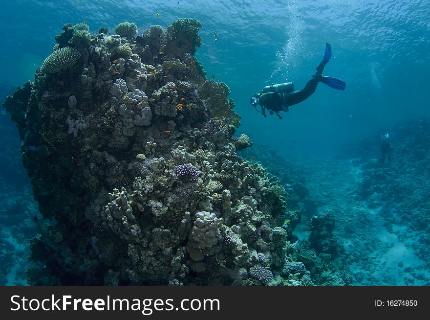 Scuba diver swims over reef