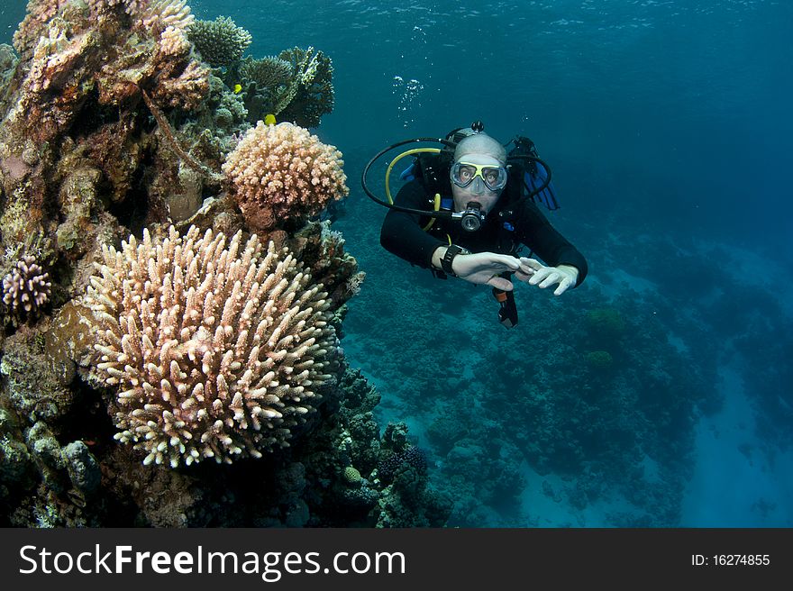 Scuba diver swims over reef