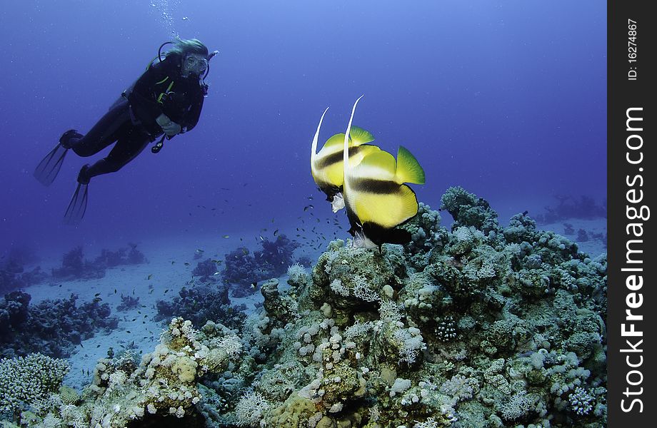 Banner fish and scuba diver in the red sea