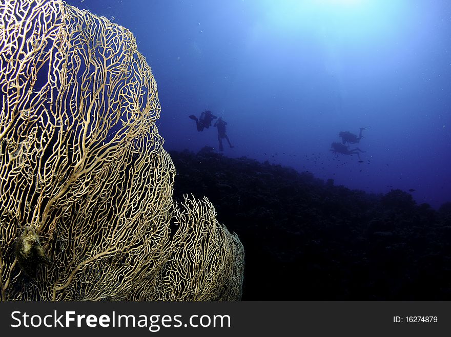Gorgonian sea fan and scuba divers in red sea
