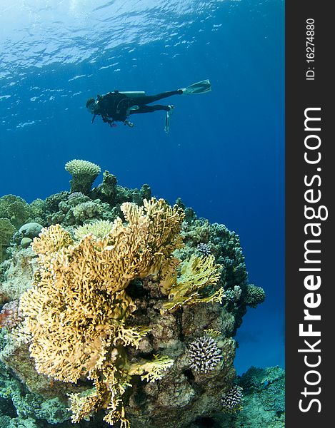 Coral and scuba diver