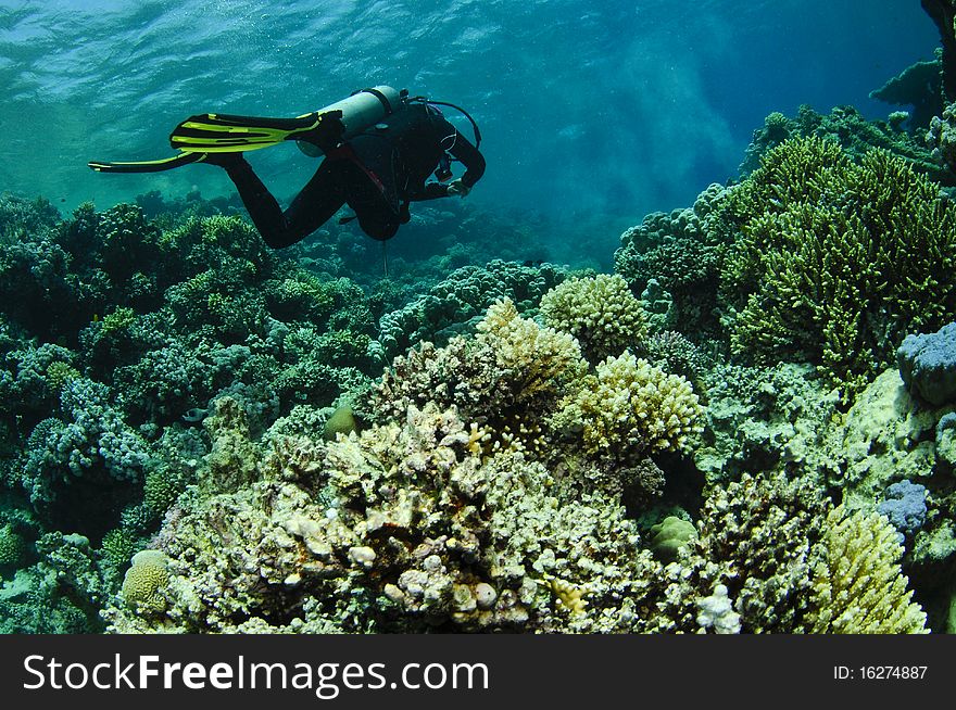 Scuba diver swims over reef