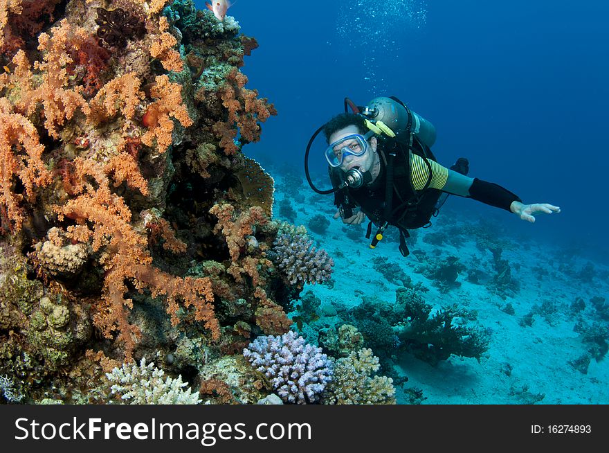 Soft coral and scuba diver. Soft coral and scuba diver