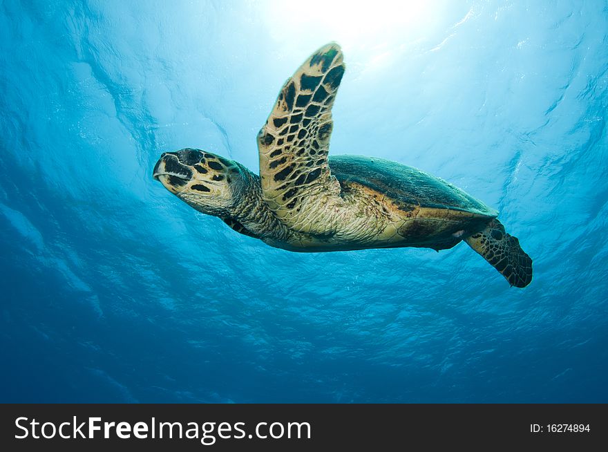 Sea turtle swims in ocean