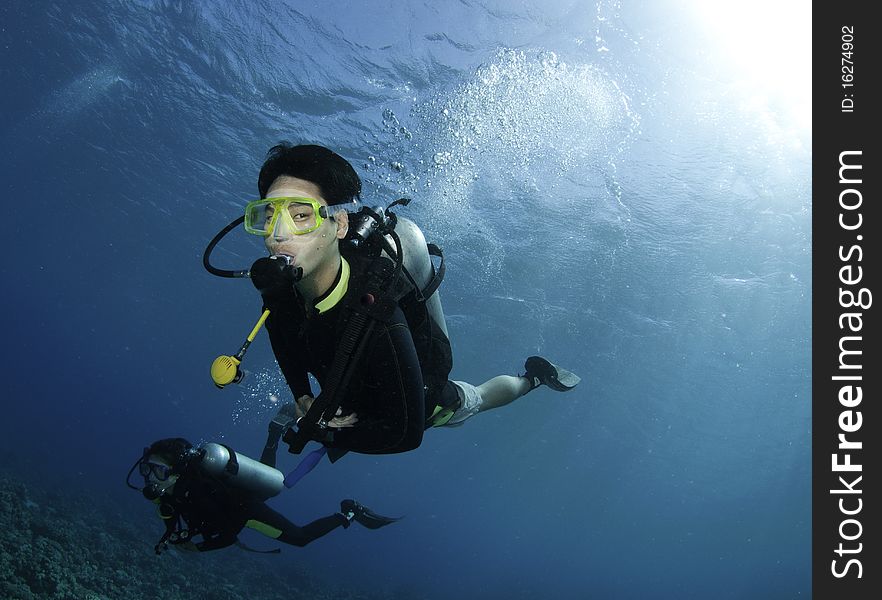 Yellow coral and scuba divers in red sea