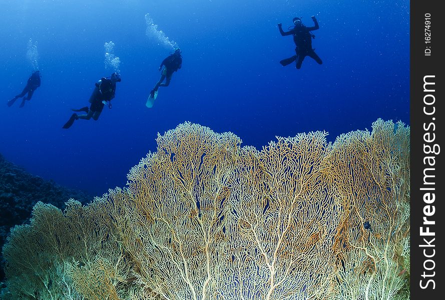 Scuba diver swims in pristine gorgonian underwater forest. Scuba diver swims in pristine gorgonian underwater forest