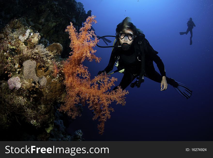 Scuba diver with red soft coral. Scuba diver with red soft coral