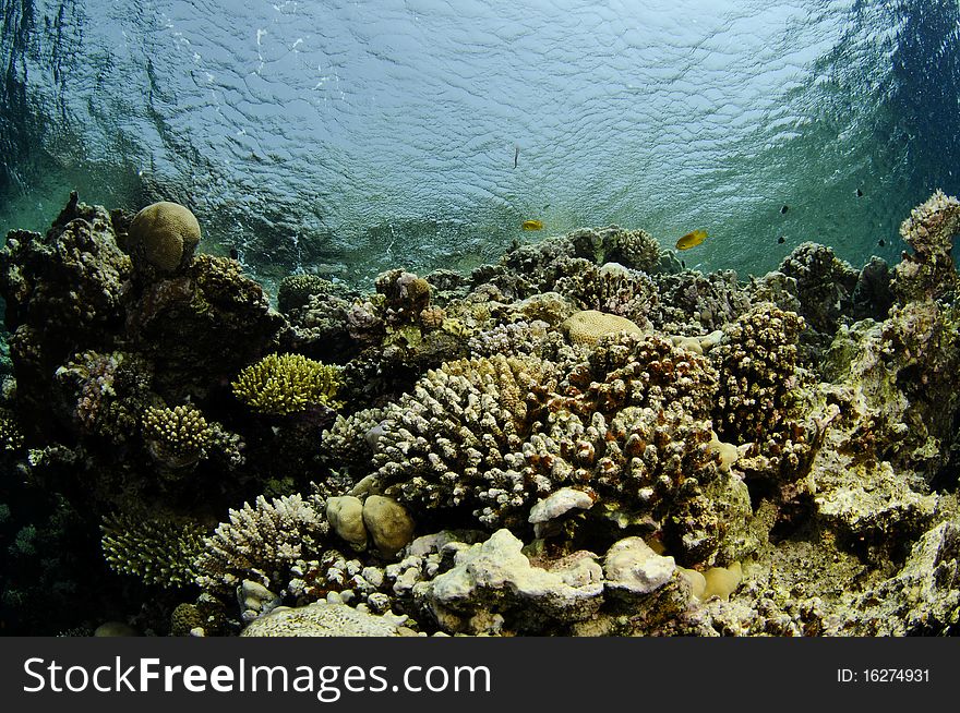 Coral reef  with nice color and surface light. Coral reef  with nice color and surface light