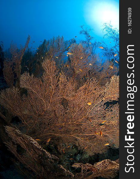 Pristine gorgonian underwater forest in the red sea. Pristine gorgonian underwater forest in the red sea