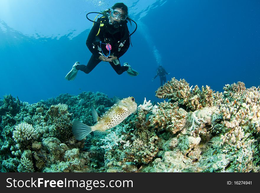 Scuba diver and puffer fish on coral reef