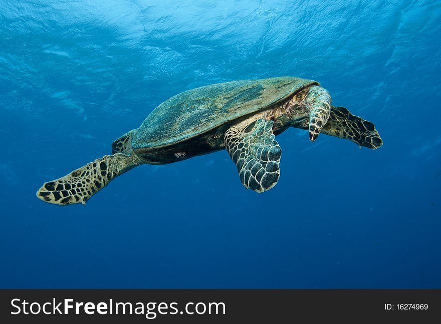 Sea turtle swims away from camera