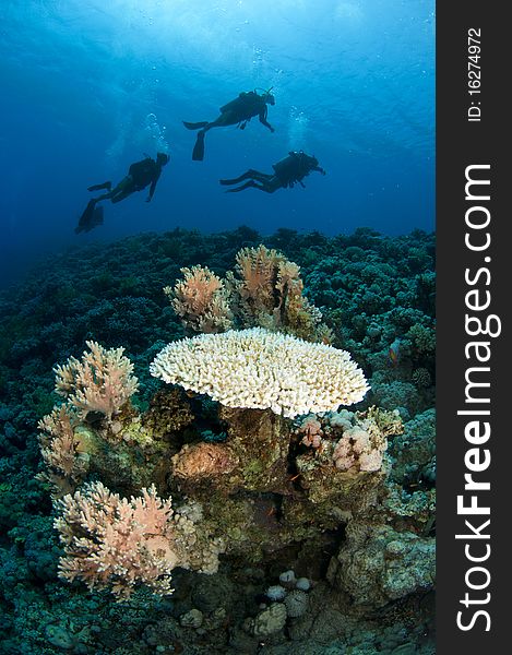 Scuba divers silhouetted with coral in foreground