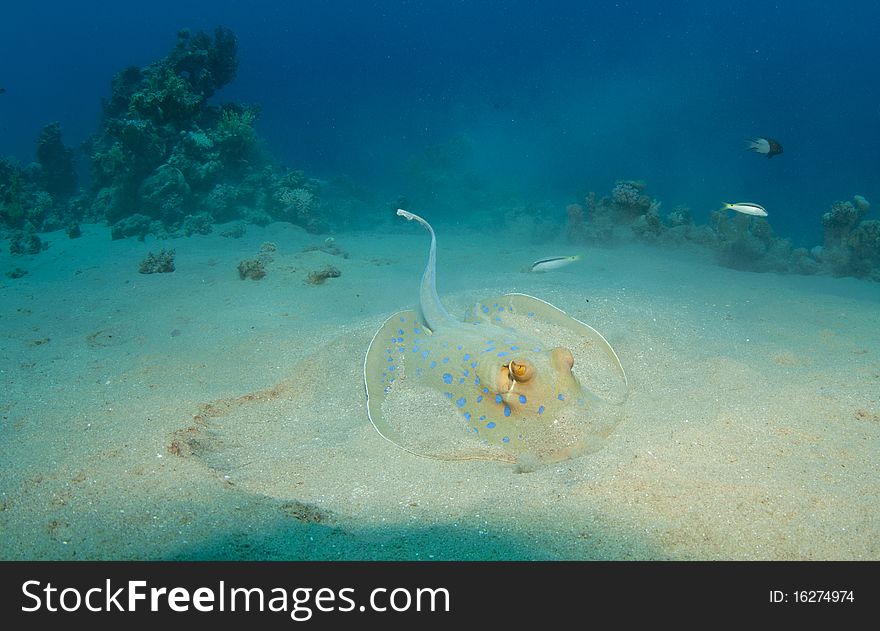 Blue spotted sting ray in red sea