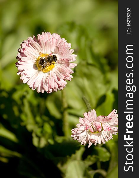 Delicate pink flowers on green background and bee working. Delicate pink flowers on green background and bee working