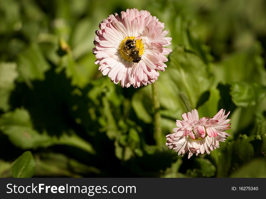 Bee working on a delicate pink flower. Bee working on a delicate pink flower