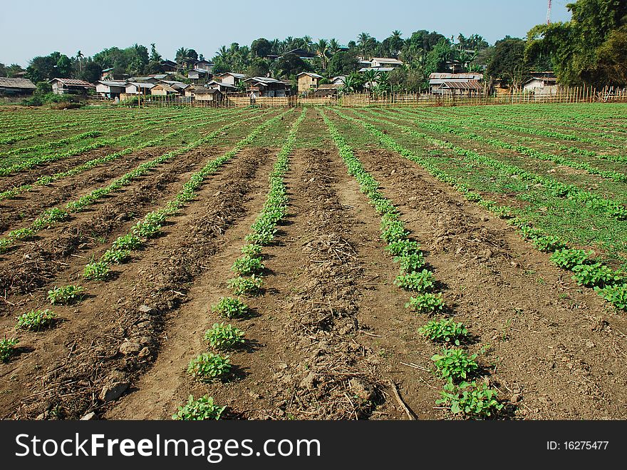 Farmers cultivate the soil to make a farm