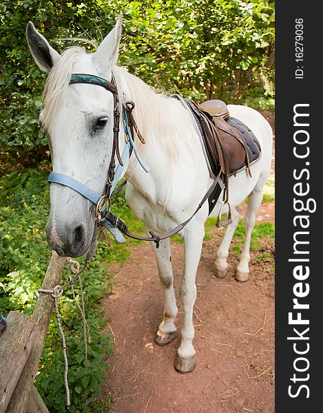 Beautiful white horse behind the stable, waiting for a ride. Distorted on purpose with wide angle lens