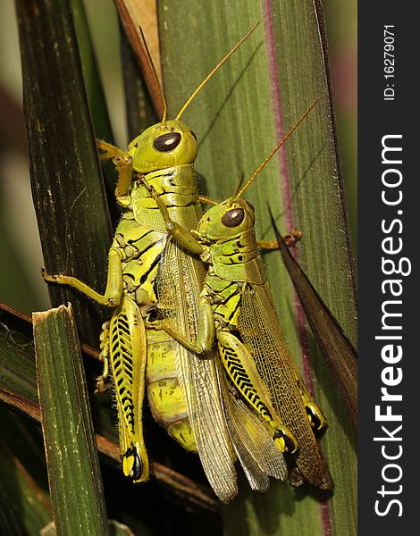 Differential Grasshoppers
