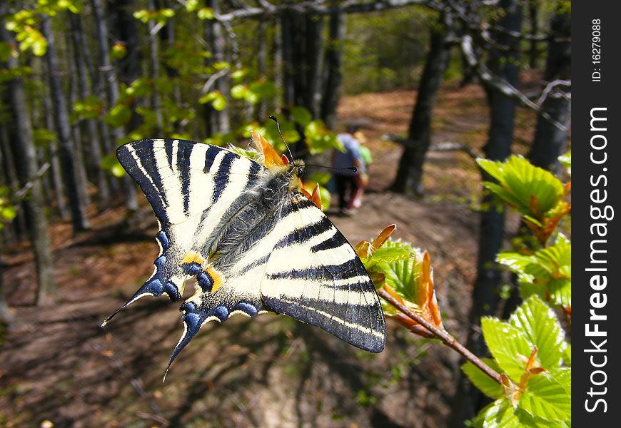 Butterfly In The Forest.