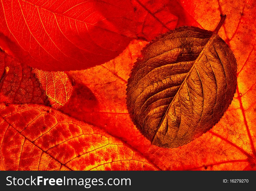 Background of different red color leaves. Background of different red color leaves