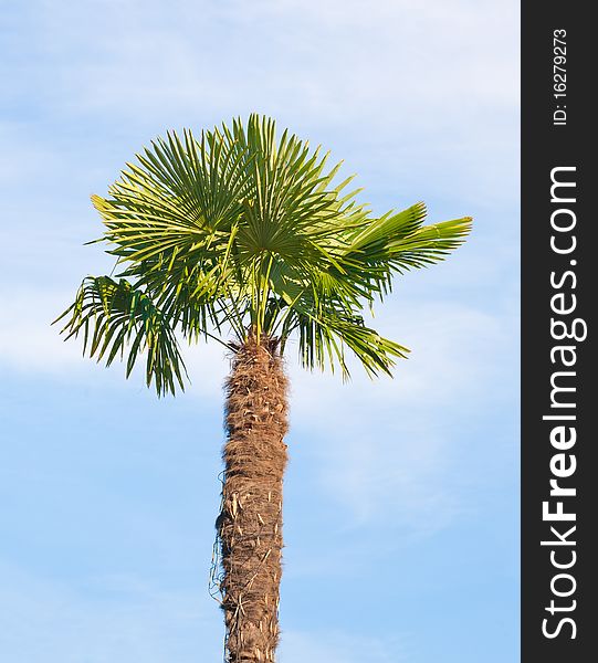Single palm tree on blue sky background