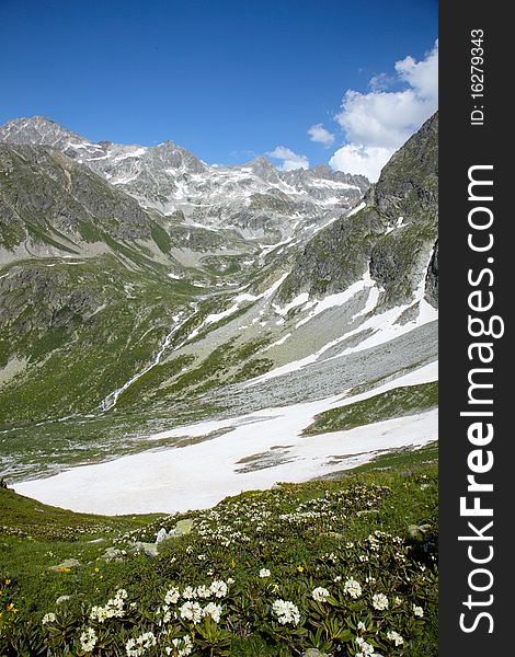 Flowering rhododendron in the Caucasus mountains. Flowering rhododendron in the Caucasus mountains