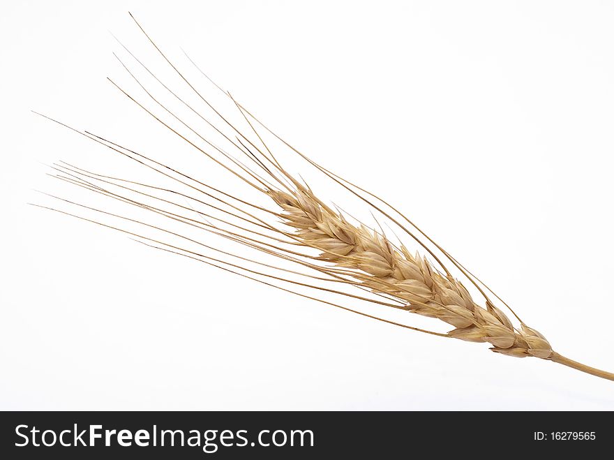 Wheat ear isolated on white