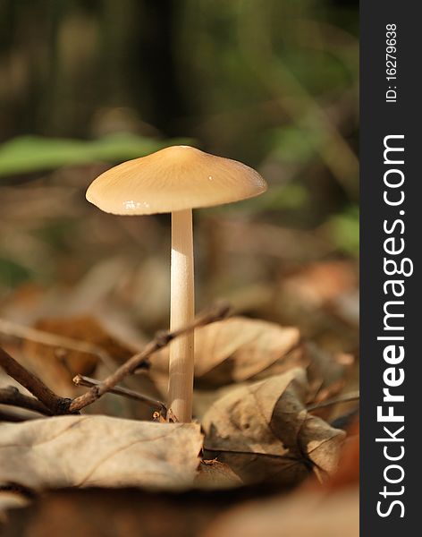 Lonely Fungus Mushroom