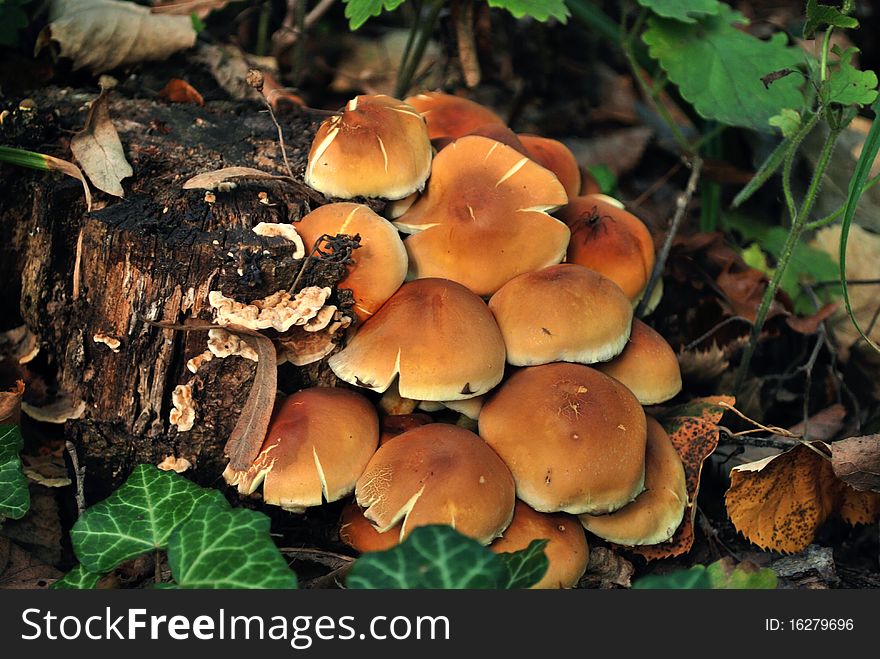 Mushrooms near a trunk in the forest