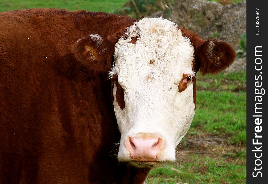 A white faced cow is a breed raised as beef cattle.