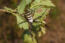 Wasp Spider / Argiope Bruennichi Royalty Free Stock Photo