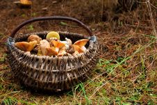 Basket With Mushrooms Stock Photo Basket With Mushrooms Stock Photo