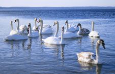 Flight Of White Swans On Water Stock Photo