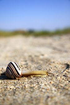 Striped Snail Crossing A Sand Road Stock Photography Striped Snail Crossing A Sand Road Stock Photography