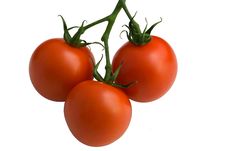 Three Tomatoes Isolated On White Stock Photos