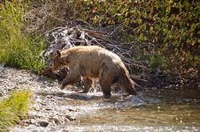 Blonde Brown Bear 2 Stock Image Blonde Brown Bear 2 Stock Image