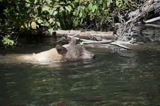 Blonde Brown Bear 2 Swimming Stock Photography Blonde Brown Bear 2 Swimming Stock Photography