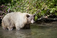 Blonde Brown Bear 9 Swimming Hunting Stock Photos