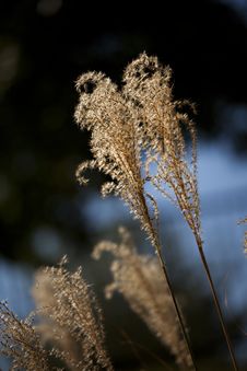 Garden Pampas Grass Close Up Stock Photos Garden Pampas Grass Close Up Stock Photos