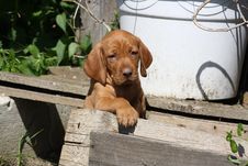 Magyar Vizsla Puppy Stock Image Magyar Vizsla Puppy Stock Image